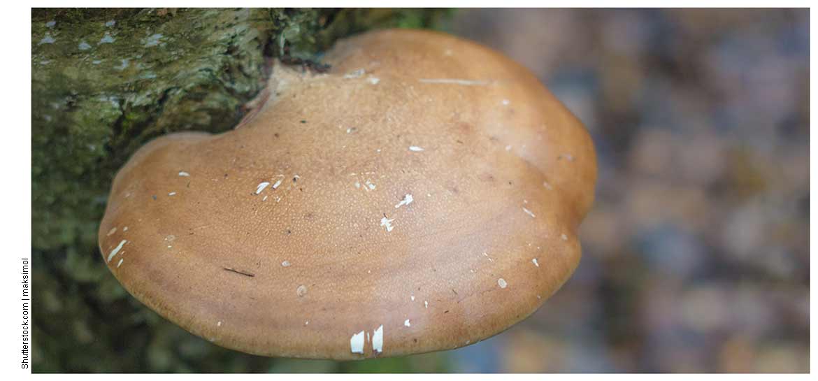 гриб трутовик березовый