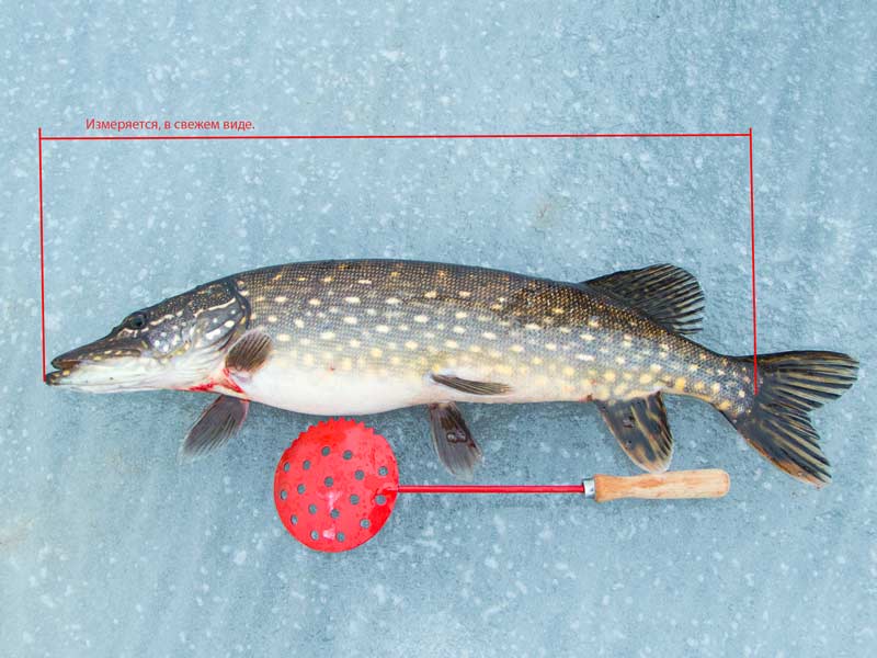 Как измерить рыбу