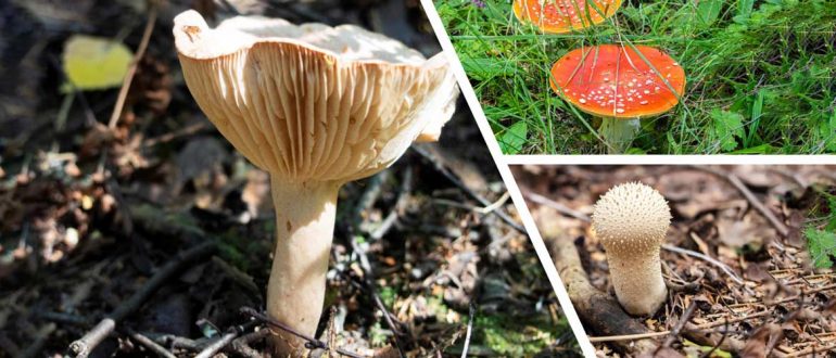 Как отличить ядовитые и не ядовитые грибы