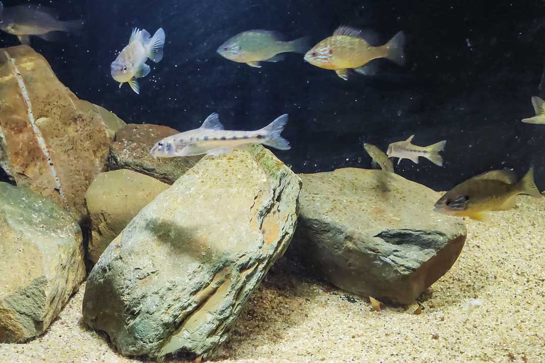 Фото пескаря в аквариуме